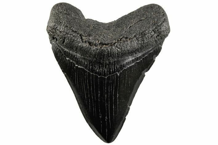 Fossil Megalodon Tooth - South Carolina #200815